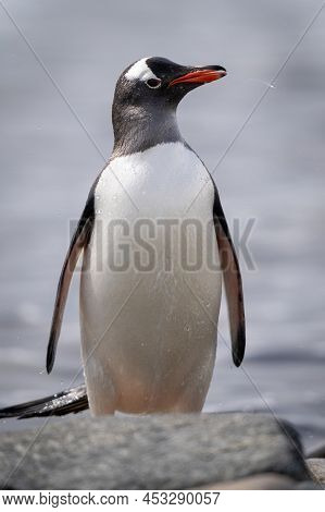 Gentoo Penguin Stands Shaking Water From Head