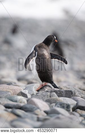 Gentoo Penguin Stands Stretching On Sunlit Rock