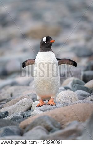 Gentoo Penguin Stands Watching Camera Flippers Extended