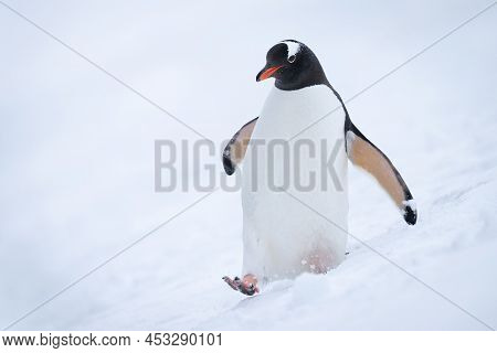 Gentoo Penguin Strides Through Snow Eyeing Camera