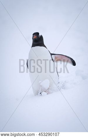 Gentoo Penguin Struggles Down Slope Through Snow