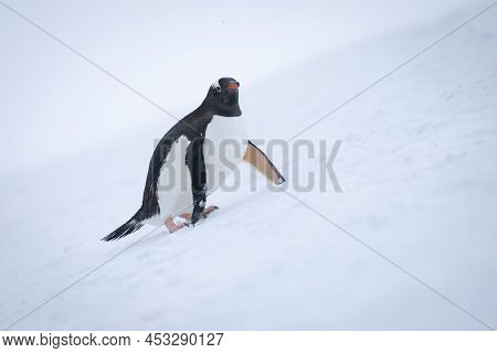 Gentoo Penguin Uses Flippers To Negotiate Slope