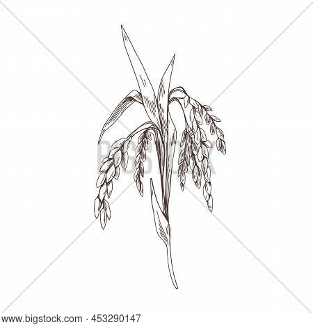 Oryza, Outlined Sketch. Vintage Drawing Of Field Grain Crop. Engraved Detailed Cereal Rice Plant In 