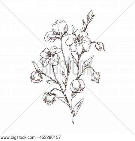 Linum Floral Plant With Flaxseed. Outlined Vintage Drawing Of Wild Flax Flower. Engraved Field Herb 