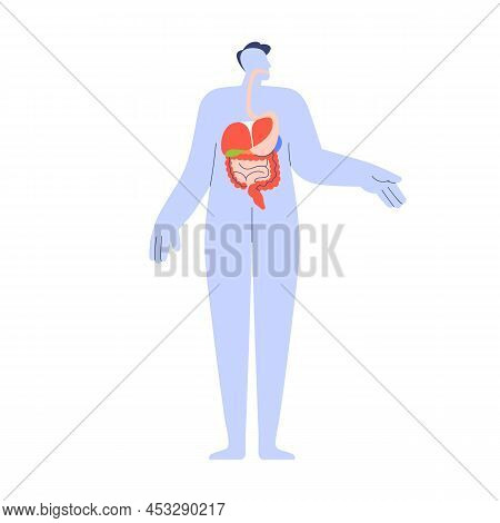 Organs Of Digestive System Inside Human Body. Internal Anatomy With Stomach, Liver, Intestine. Simpl