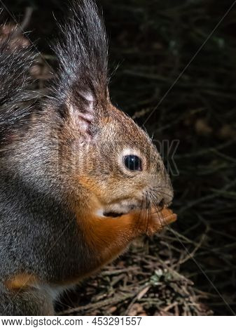 Close-up Shot Of The Red Squirrel (sciurus Vulgaris) With Winter Grey Coat Sitting On The Ground And