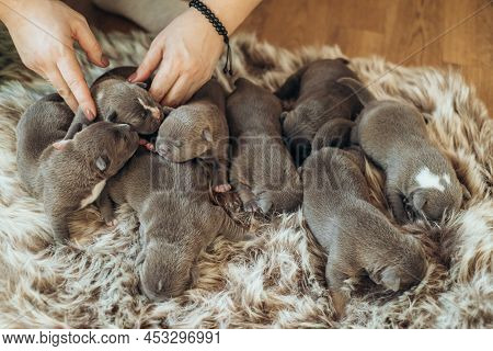 Raising American Bully Puppies. Several Cute Newborn Blue Bully Puppies Are Sleeping On A Fluffy Bed