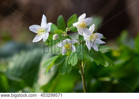 False Anemone Or Isopyrum Thalictroides, White Anemone Like Flowering Early Spring European Plant In