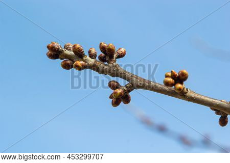 Budding Buds On A Tree Branch In Early Spring Macro