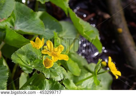 Marsh Marigold Caltha Palustris Yellow Flowers Against The Backdrop Of Swamp Pond Water. Marsh Flowe