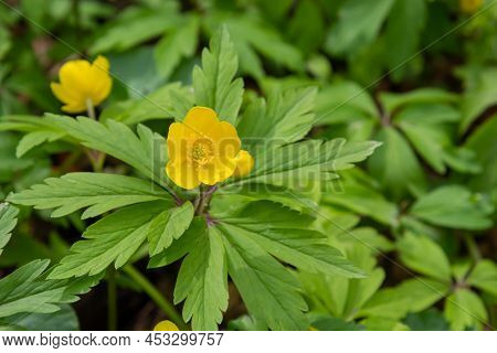 In The Spring In The Wild Forest Blooms Anemone Yellow Anemone Ranunculoides