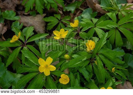 In The Spring In The Wild Forest Blooms Anemone Yellow Anemone Ranunculoides