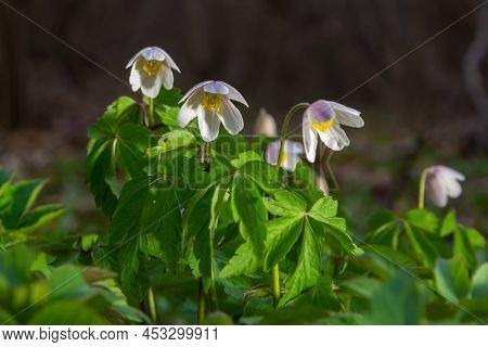 Anemone Nemorosa Flowers In The Forest In A Sunny Day. Wild Anemone, Windflowers, Thimbleweed