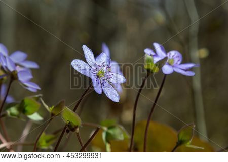 Group Of Beautiful, Purple First Spring Bloomers - Wildflowers Large Blue Hepatica, Hepatica Transsi