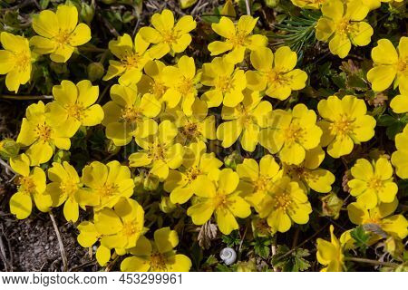 Tiny Flowers Of Potentilla Arenaria On A Xerotherm Meadow. Wild Yellow Flowers Growing On Sand Soil