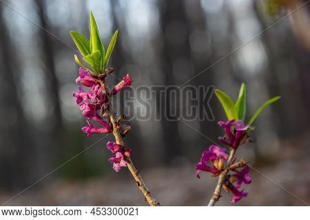 Pink Flowers Of February Daphne, Daphne Mezereum In Blooming In Sunny Spring Day. Focus On Foregroun