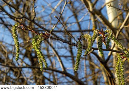 Catkins Poplar Undiscovered In Spring. Populus Tremula, Aspen Is A Species Of Poplar In The Rays Of