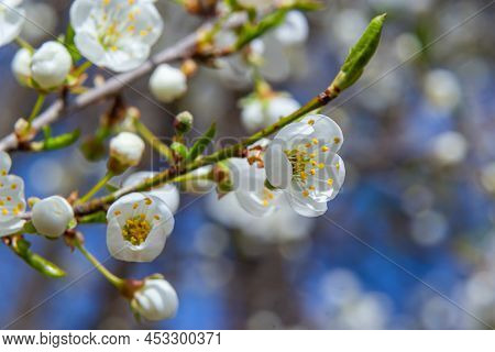 Spring Blossoms Of Spreading Plum Tree, Prunus Divaricata, White Flowers Blooming During Spring Saka