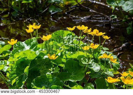 Marsh Marigold Caltha Palustris Yellow Flowers Against The Backdrop Of Swamp Pond Water. Marsh Flowe