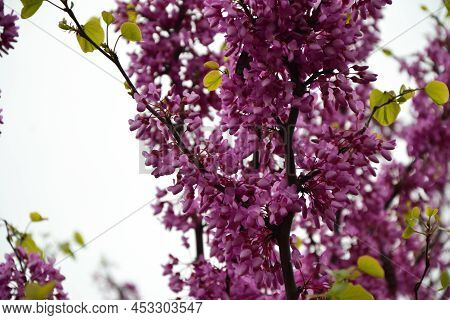 Cercis Siliquastrum Blooming Tree. Pink Flowers Background. Judas Tree Branches In Pink Blossom. Bea