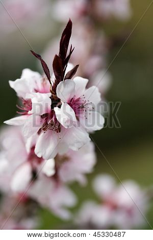 Fiori di primavera tempo