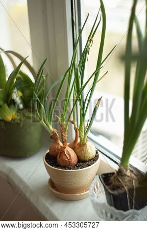 Closeup Photography With Pot, Full Of Onions, Grawing At Home.