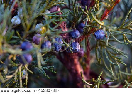 Selective Focus, Beautiful Juniper Branches In The Park