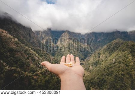 Man Sets Up His Hand With Birdseed And Waits For The Birds To Arrive. Balcoes De Ribeiro Frio Viewpo