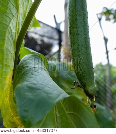 Bactrocera Dorsalis, Perched On A Green Zucchini, Looking For Food