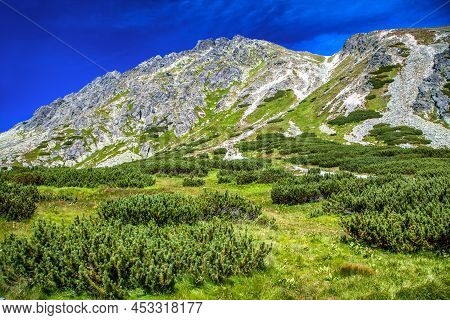 Mountain Pine And Peaks At Background In Furkotska Valley In High Tatras Mountains At Slovakia
