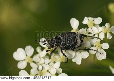 Closeup On A Small Scarab Beetle, Valgus Hemipterus, Sitting On A White Flower In The Field