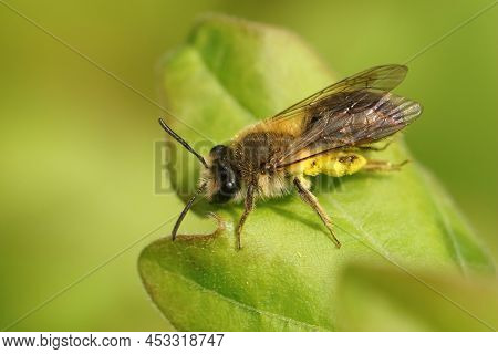 Closeup On A Female Mellow Miner, Andrena Mitis Loaded With Yellow Pollen Sitting On A Green Leaf