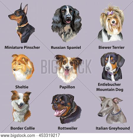Set Of Colorful Realistic Vector Portraits Of Dogs Breeds. Vector Isolated Illustration. Border Coll