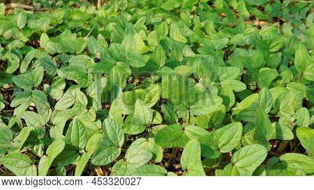 Triangle Shaped Twin Leaf Natural Background Pattern Image. Rare Plant