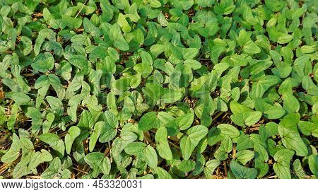 Triangle Shaped Twin Leaf Natural Background Pattern Image. Rare Plant