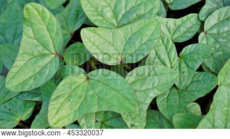 Triangle Shaped Twin Leaf Natural Background Pattern Image. Rare Plant