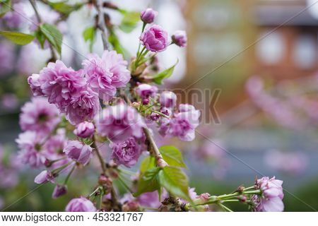 Prunus Asano (japanese Cherry) Blossom Flowers . Copy Space