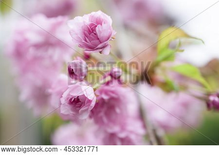 Prunus Asano (japanese Cherry) Blossom Flowers . Macro Shot