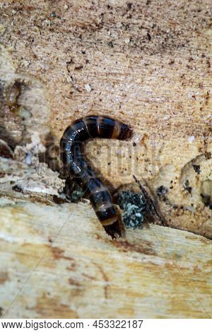 Close-up Of A Larva Of A Firefly, A Short-winged Moth.