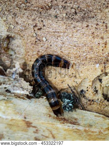 Close-up Of A Larva Of A Firefly, A Short-winged Moth.