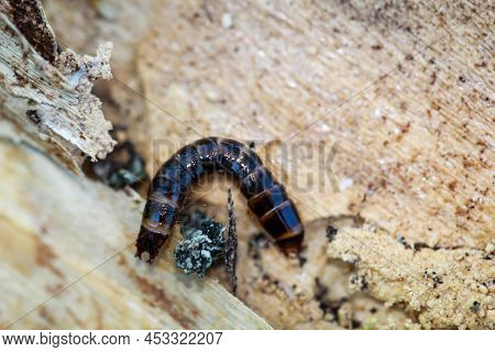 Close-up Of A Larva Of A Firefly, A Short-winged Moth.