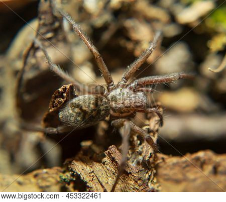 A Close-up Of A Large Angle Spider. It Belongs To The Funnel-web Spiders (agelenidae).