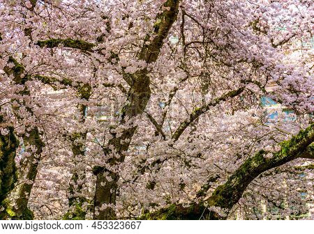 A Background Shot Of Bursting Cherry Blosssoms In Seattle, Washington.