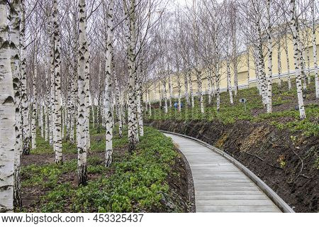 Tall Modern Winding Staircase With Railings In A Birch Grove