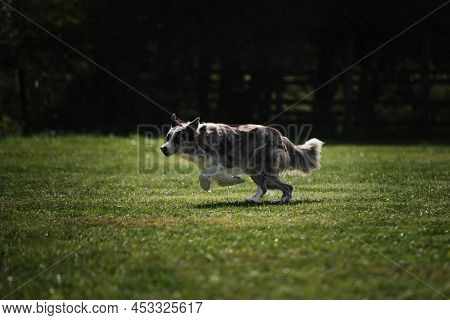 The Smartest Dog In The World. Merle Colored Border Collie Runs Fast Around Field In Park And Has Fu
