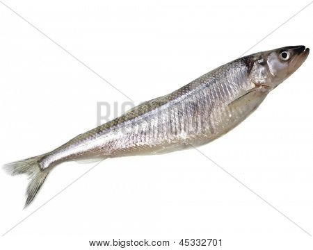 tuore Kuoreet kala (Osmerus eperlanus) eristetty valkoisella taustalla