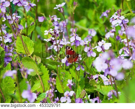 Beautiful Vegetables Gardens With Blooming Pink-mauve Flowers And Butterfly On A Spring Time,