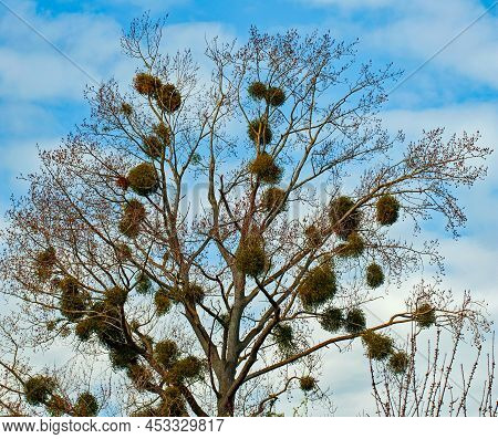 Viscum On The Tree On A Spring Time