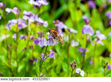 Beautiful Vegetables Gardens With Blooming Pink-mauve Flowers  With Butterfly On A Spring Time,