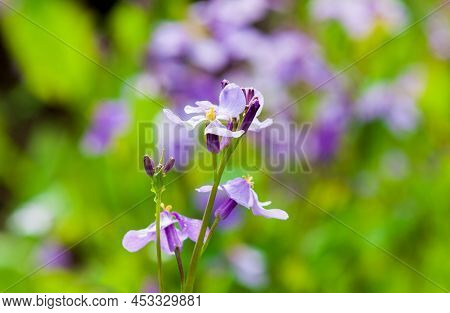 Brassiceae Pink-mauve Flowers Blossom In The Vegetables Garden On A Spring Time,